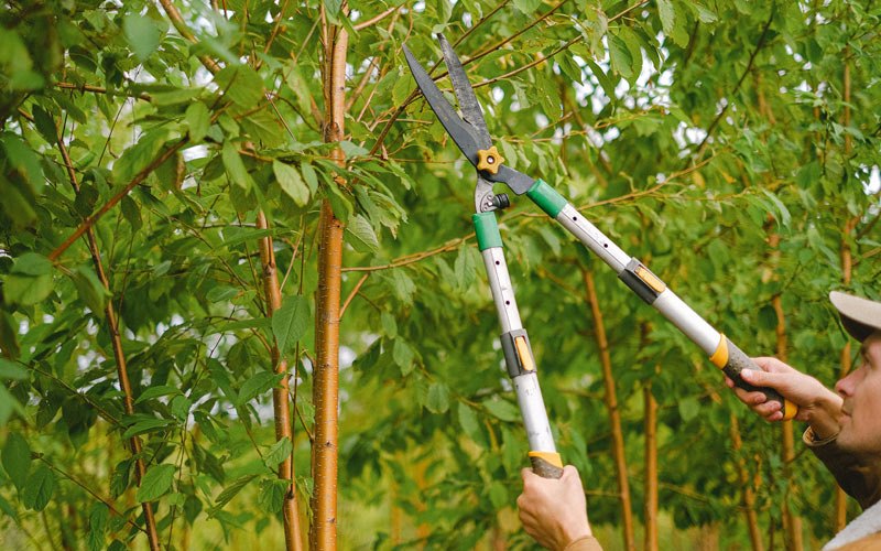 Tree trimming in Marysville, IN